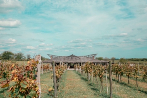 Fra Buenos Aires: Vinbjergtur med vinsmagning og frokost