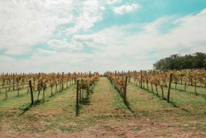 Fra Buenos Aires: Vingårdstur med vinsmaking og lunsj