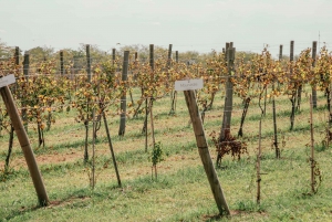 Fra Buenos Aires: Vingårdstur med vinsmaking og lunsj
