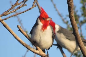 From Córdoba: Ansenuza National Park