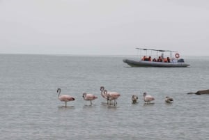 From Córdoba: Ansenuza National Park