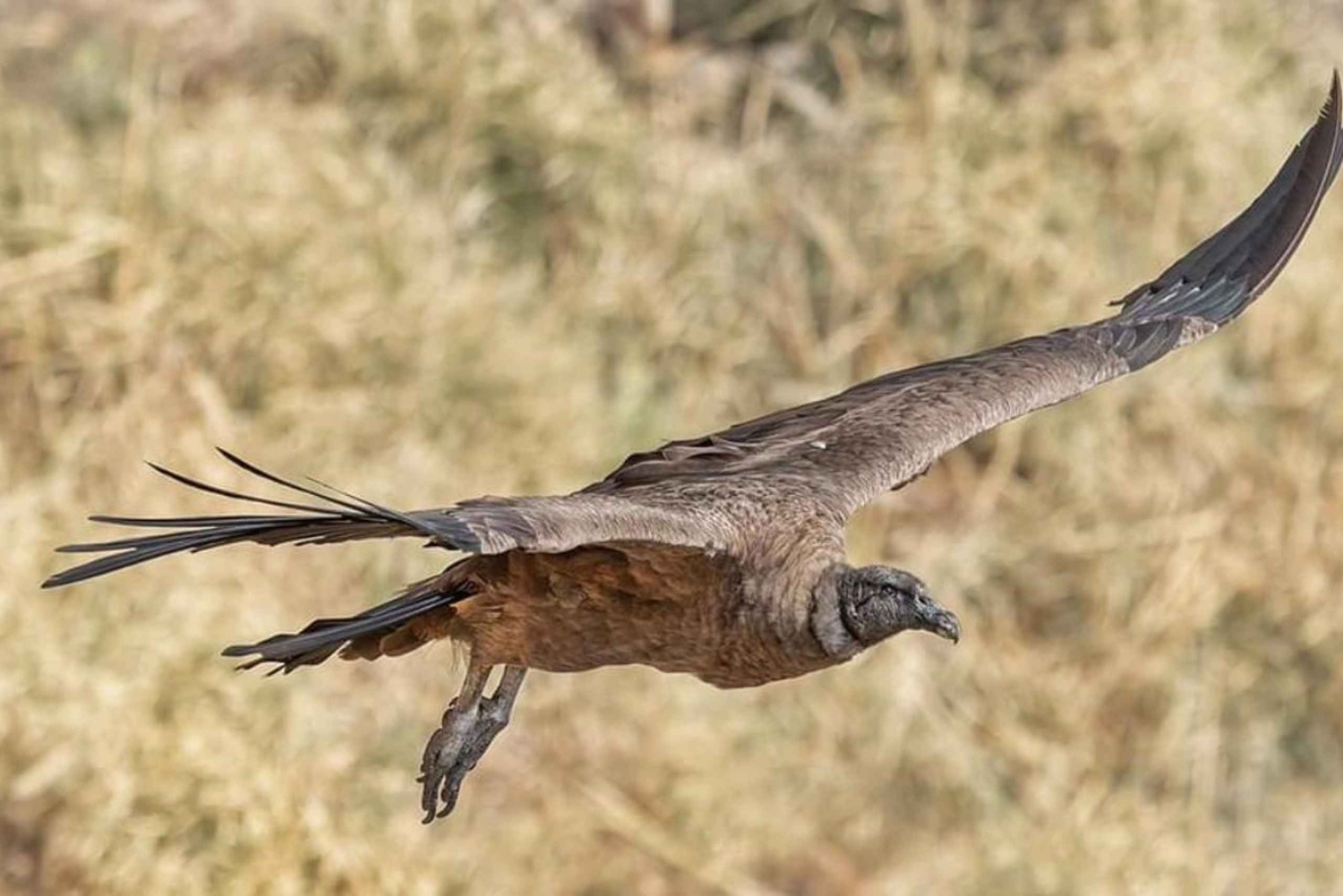 Von Córdoba aus: Kondorbeobachtung und Los Lampazos Wasserfall Wanderung mit Mittagessen