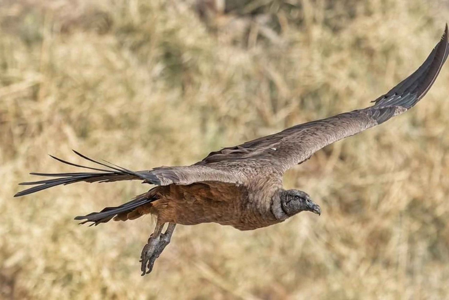 From Córdoba: Condor Watching and Los Lampazos Waterfall Trek with lunch