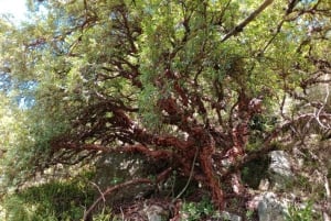 From Cordoba: Tabaquillos Forest and Lampazos Waterfall Hike with lunch