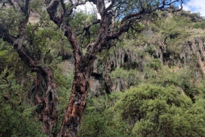 From Cordoba: Tabaquillos Forest and Lampazos Waterfall Hike with lunch