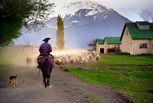 From El Calafate: Estancia Nibepo Aike Tour