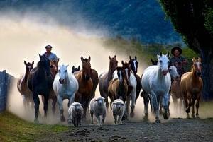 From El Calafate: Estancia Nibepo Aike Tour