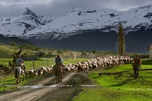 From El Calafate: Estancia Nibepo Aike Tour