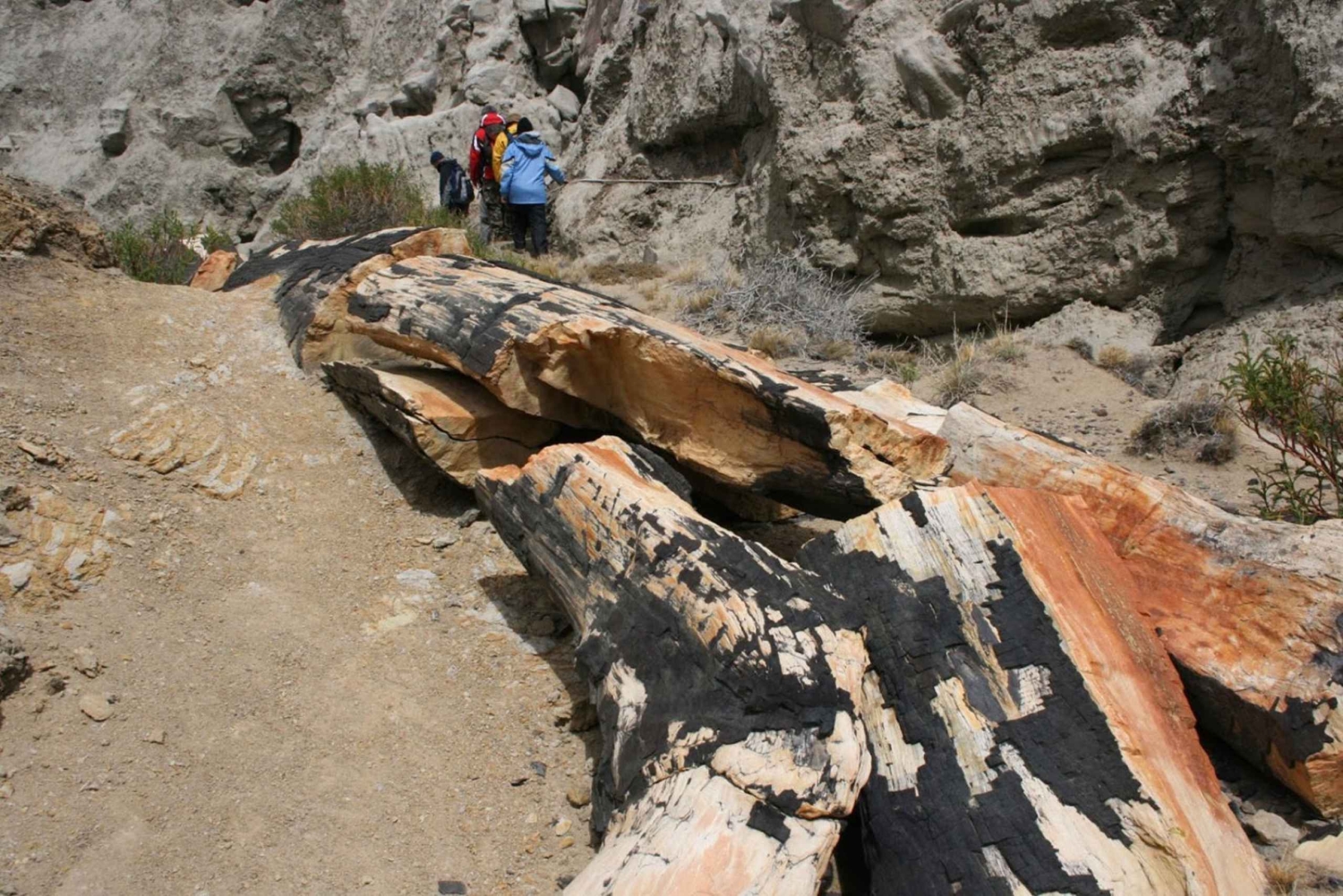 Från El Calafate: La Leona Petrified Forest dagsutflykt
