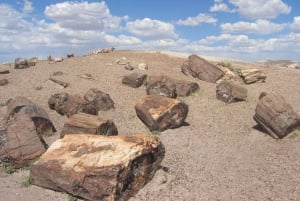 Från El Calafate: La Leona Petrified Forest dagsutflykt