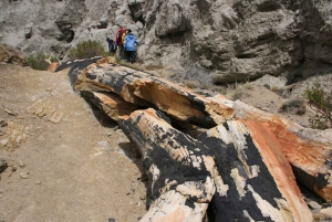 Från El Calafate: La Leona Petrified Forest dagsutflykt