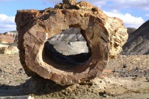 Från El Calafate: La Leona Petrified Forest dagsutflykt