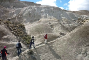 Från El Calafate: La Leona Petrified Forest dagsutflykt
