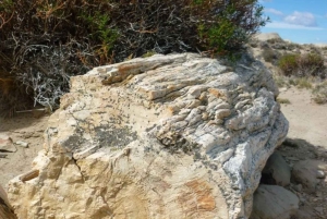 Från El Calafate: La Leona Petrified Forest dagsutflykt