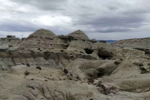 Från El Calafate: La Leona Petrified Forest dagsutflykt