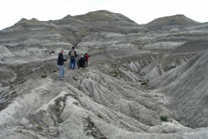 From El Calafate: La Leona Petrified Forest Tour