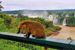 Desde Foz do Iguaçu: Lado Brasileño de las Cataratas con Entrada