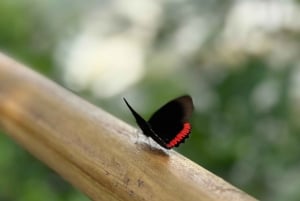 ab Foz do Iguaçu: Private Tour zu den Argentinischen Wasserfällen