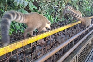 Foz do Iguaçusta: Guçuçu: Retki Argentiinan putouksille