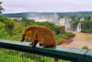 From Foz do Iguazu: Brazil Iguazu Falls & Macuco Safari Boat