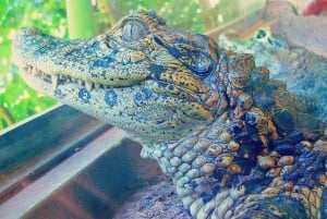 Desde Iguazú: Excursión al Biocentro de Iguazú