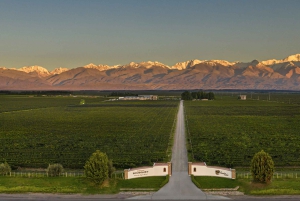 A partir de Mendoza: Excursão às adegas do Vale do Uco com almoço e degustação
