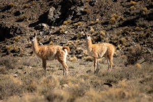 Z Mendozy: Villavicencio, prywatna wycieczka Uspallata z grillem