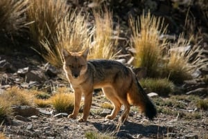 Z Mendozy: Villavicencio, prywatna wycieczka Uspallata z grillem