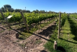 Fra Mendoza: omvisning på vingård, sjokoladefabrikk, destilleri og olivenhage