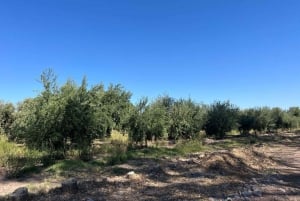 Vanuit Mendoza: tour naar wijnmakerij, chocoladefabriek, distilleerderij en olijfgaard