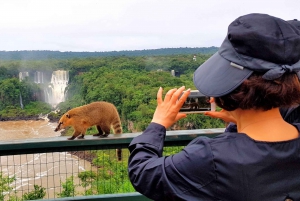 From Puerto Iguazu: Brazilian Falls with Boat Adventure