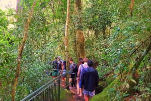 From Puerto Iguazu: Brazilian Falls with Boat Adventure