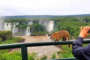 Fra Puerto Iguazu: Brasiliansk side av fossen med billett