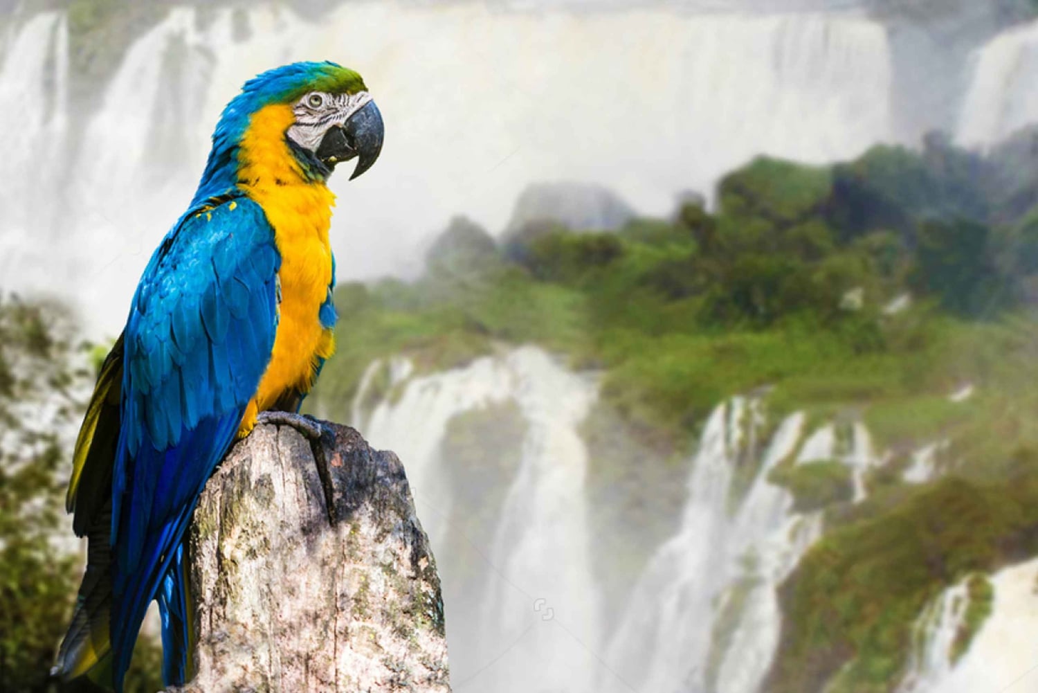 Desde Puerto Iguazú: Excursión de medio día a las Cataratas Brasileñas
