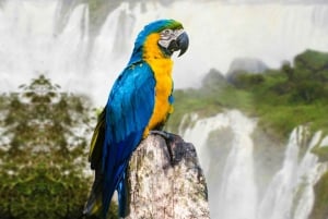 From Puerto Iguazu: Half-Day Brazilian Falls Excursion