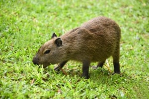 Desde Puerto Iguazú: Excursión de medio día a las Cataratas Brasileñas