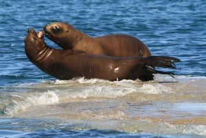 Z Puerto Madryn: Wycieczka po mieście i Punta Loma