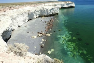 Z Puerto Madryn: Wycieczka po mieście i Punta Loma