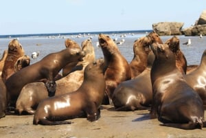 Z Puerto Madryn: Wycieczka po mieście i Punta Loma