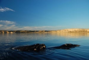From Puerto Madryn: Full-Day Valdes Peninsula Tour