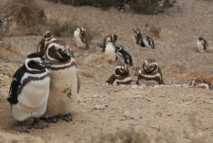 From Puerto Madryn: Full-Day Valdes Peninsula Tour