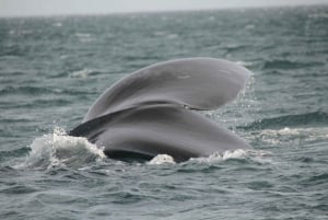 Från Puerto Madryn: Dagsutflykt till Valdeshalvön