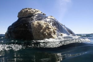 Fra Puerto Madryn: Heldagstur på Valdes-halvøen