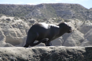 Vanuit Puerto Madryn: Dagvullende tour op het schiereiland Valdes