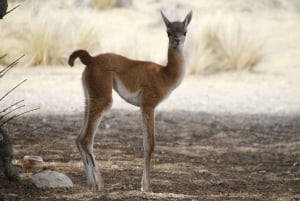 From Puerto Madryn: Full-Day Valdes Peninsula Tour