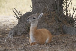 From Puerto Madryn: Full-Day Valdes Peninsula Tour