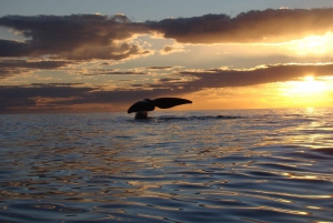 Vanuit Puerto Madryn: Dagvullende tour op het schiereiland Valdes