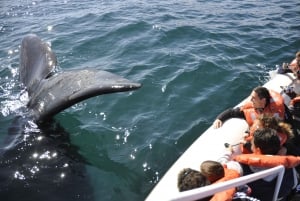 Från Puerto Madryn: Dagsutflykt till Valdeshalvön