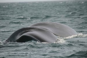 Vanuit Puerto Madryn: Dagvullende tour op het schiereiland Valdes