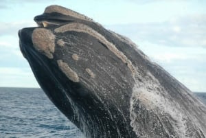 Vanuit Puerto Madryn: Dagvullende tour op het schiereiland Valdes